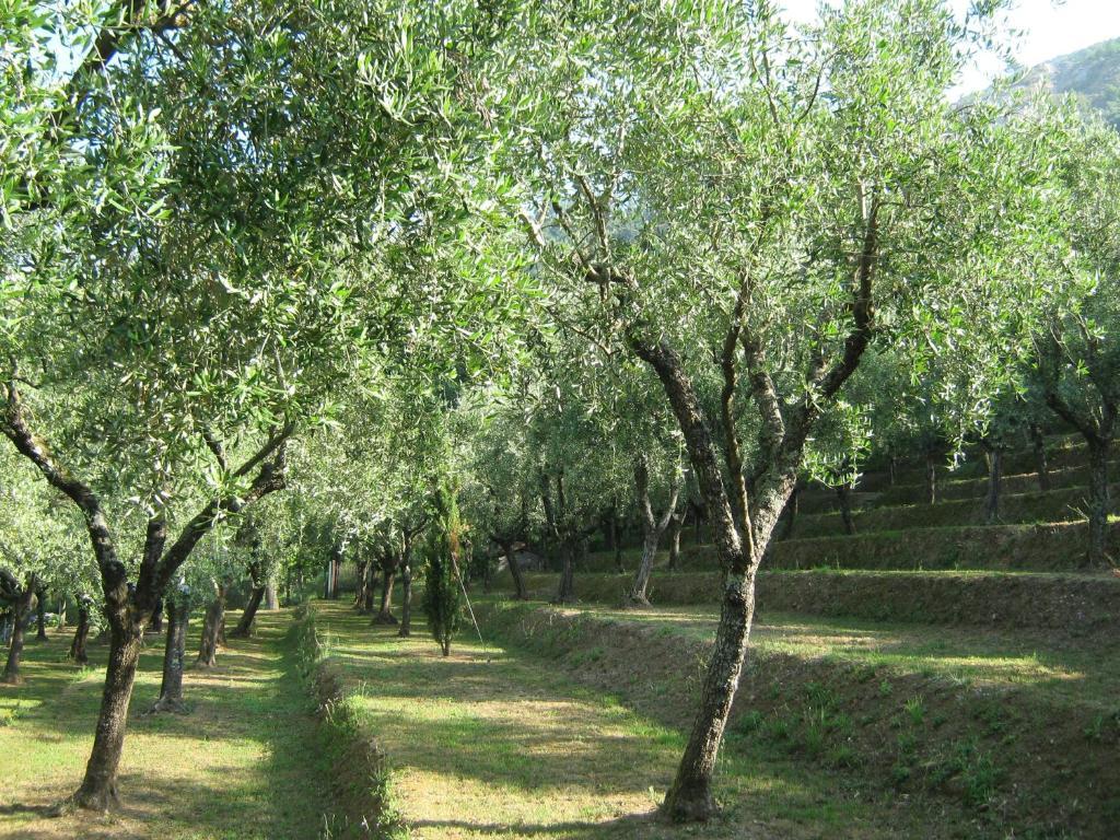 L'Arcadia Guest House Pietrasanta Luaran gambar